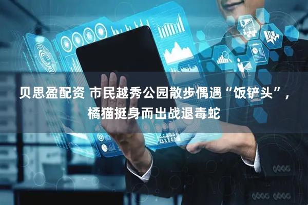 贝思盈配资 市民越秀公园散步偶遇“饭铲头”，橘猫挺身而出战退毒蛇